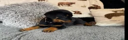 Rottweiler dogs for sale: Rottweiler Pups ready to leave  - Advert 3