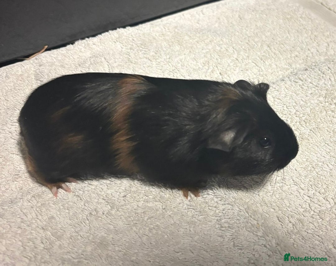 Guinea Pig rodents for sale: Baby Guinea Pigs  - Advert 3