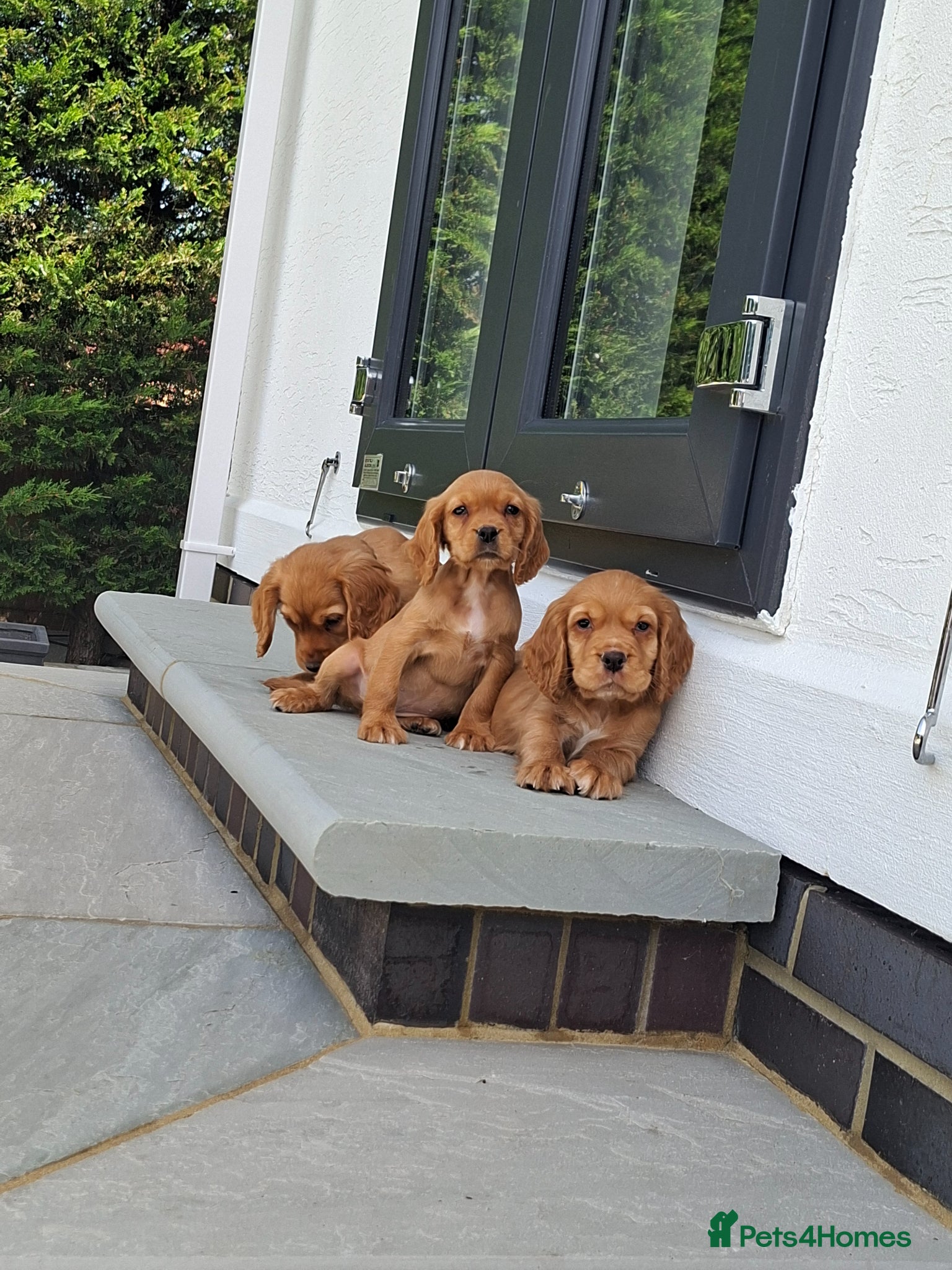 Cocker Spaniel dogs KC Reg hereditary clear working Cocker spaniels - Advert 2