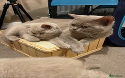 British Shorthair cats for sale: British Shorthair Kittens - Ready in 3 Weeks! - Image 9