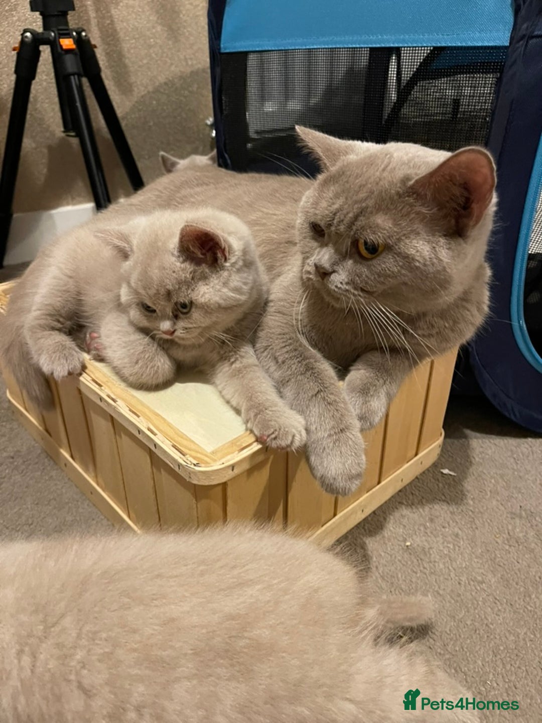 British Shorthair cats for sale: British Shorthair Kittens - Ready in 3 Weeks! - Image 9