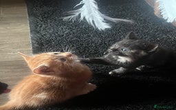 Mixed Breed cats for sale: 6 playful kittens - Image 3