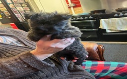 Cairn Terrier dogs for sale: KC registered cairn terrier - Image 2