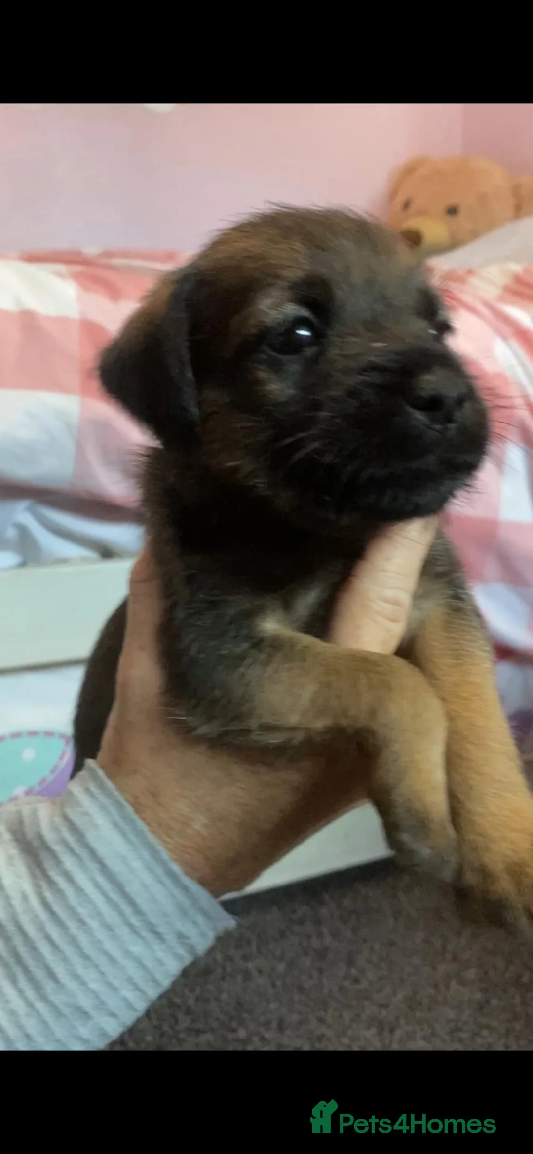 Border Terrier dogs for sale: **Border Terrier Puppies** in Glasgow - Advert 16