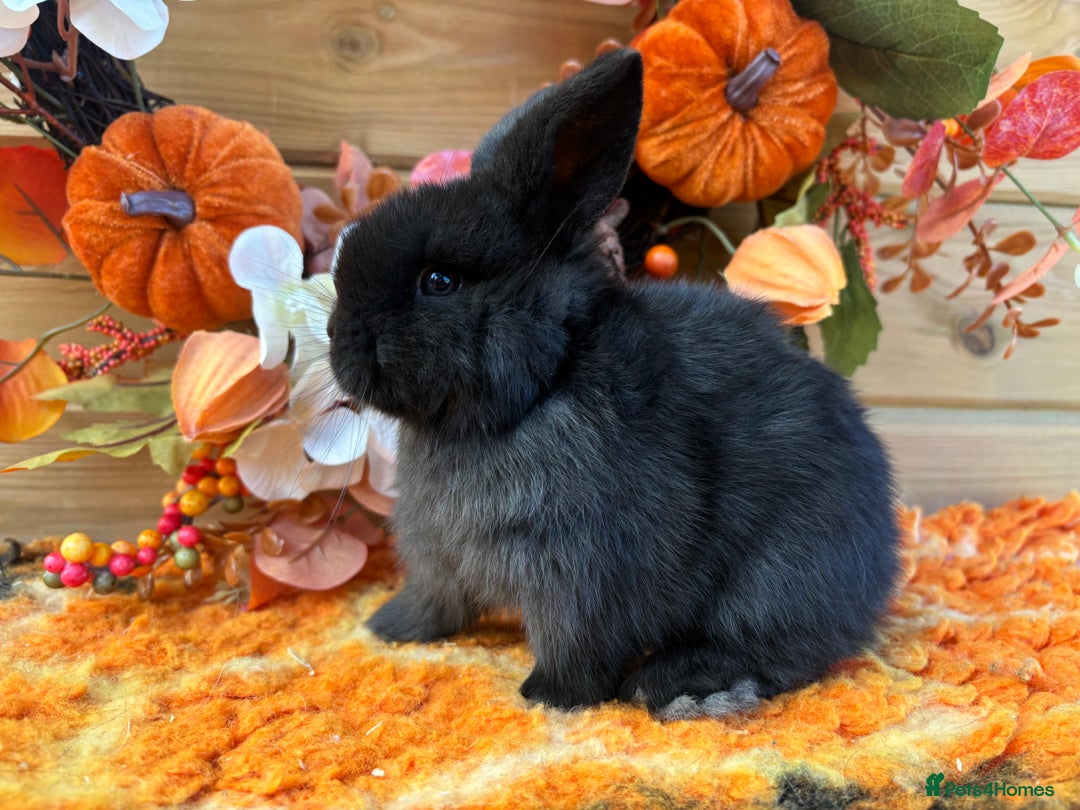 Mini Lop rabbits for sale: Friendly Mini Lops - Image 3