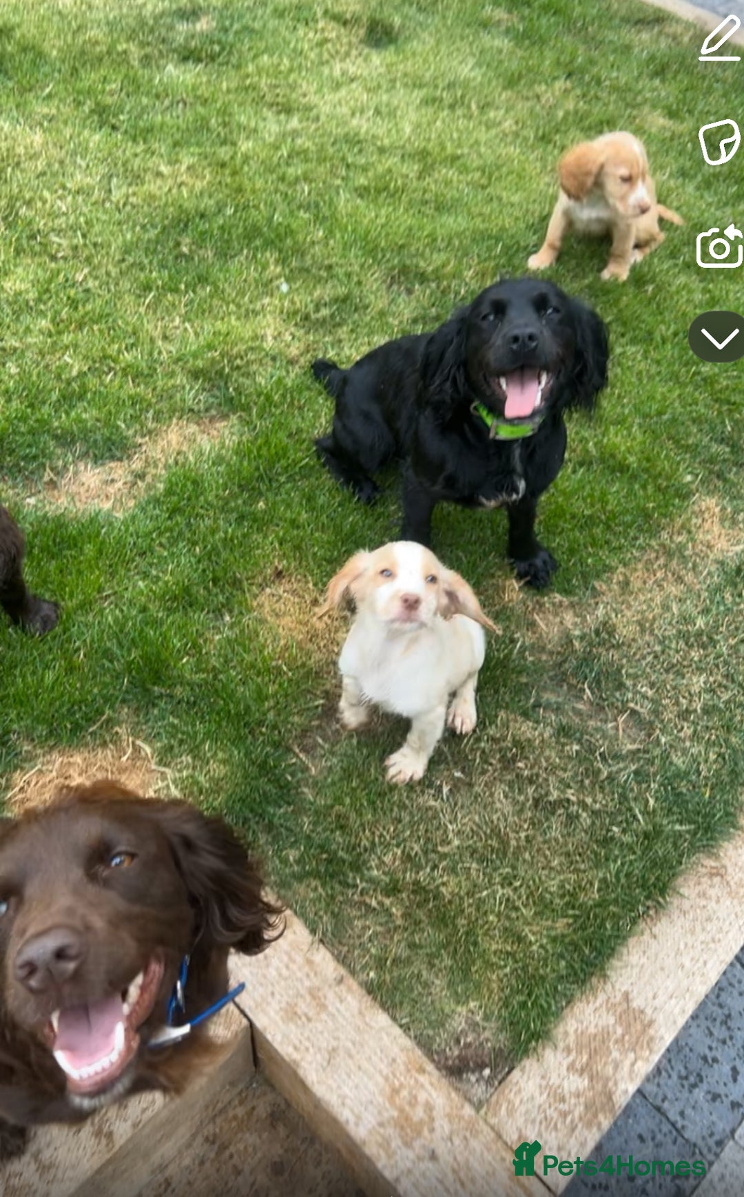 Cocker Spaniel dogs for sale: Merle cocker spaniels  - Image 29