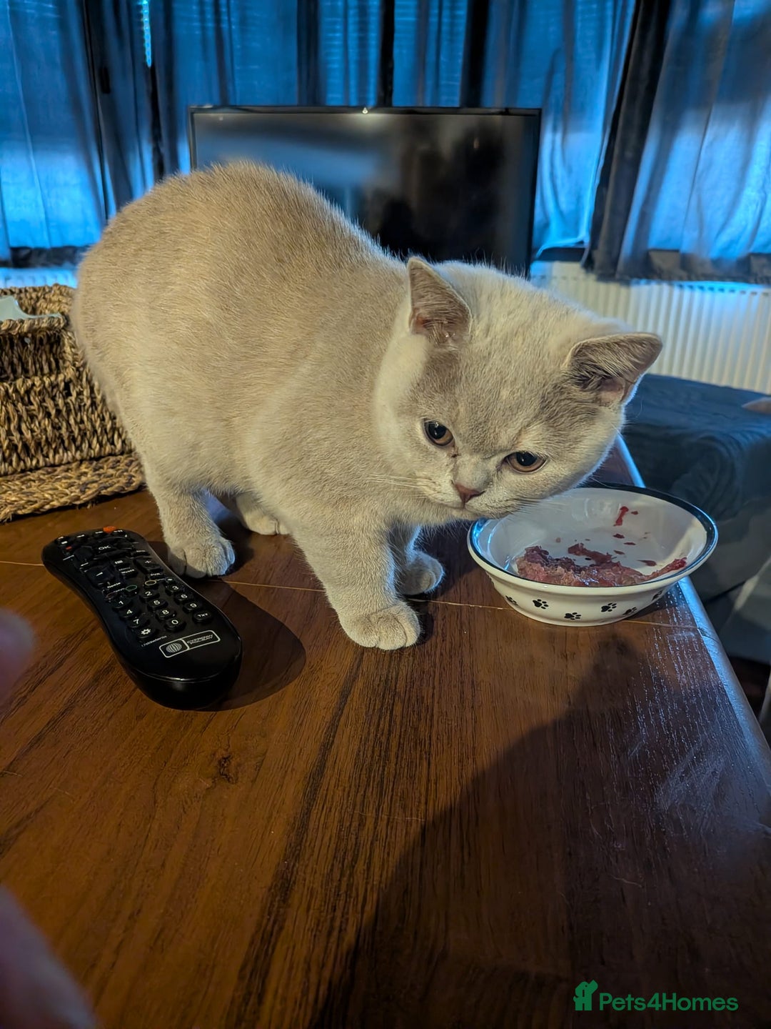 British Shorthair cats for sale: GCCF Registered Championship Line BSH Kittens - Advert 13