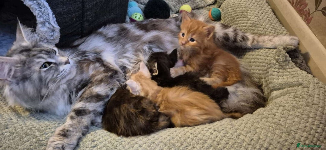 Maine Coon cats for sale: Ready Now! Smoke dark tortoishell Girl  - Image 28