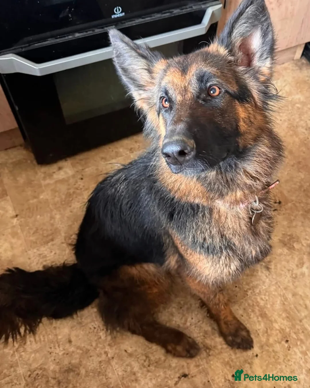 German Shepherd dogs for adoption: Bubbly Miley - Advert 1