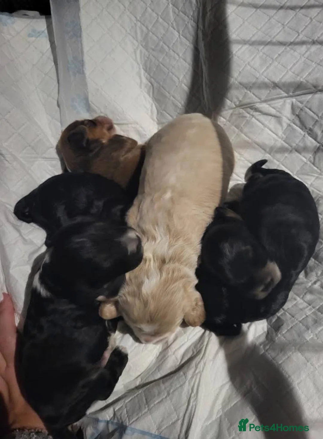 Toy Poodle dogs for stud: 🏆PROVEN🏆sable miniature poodle health tested in Havant - Advert 31