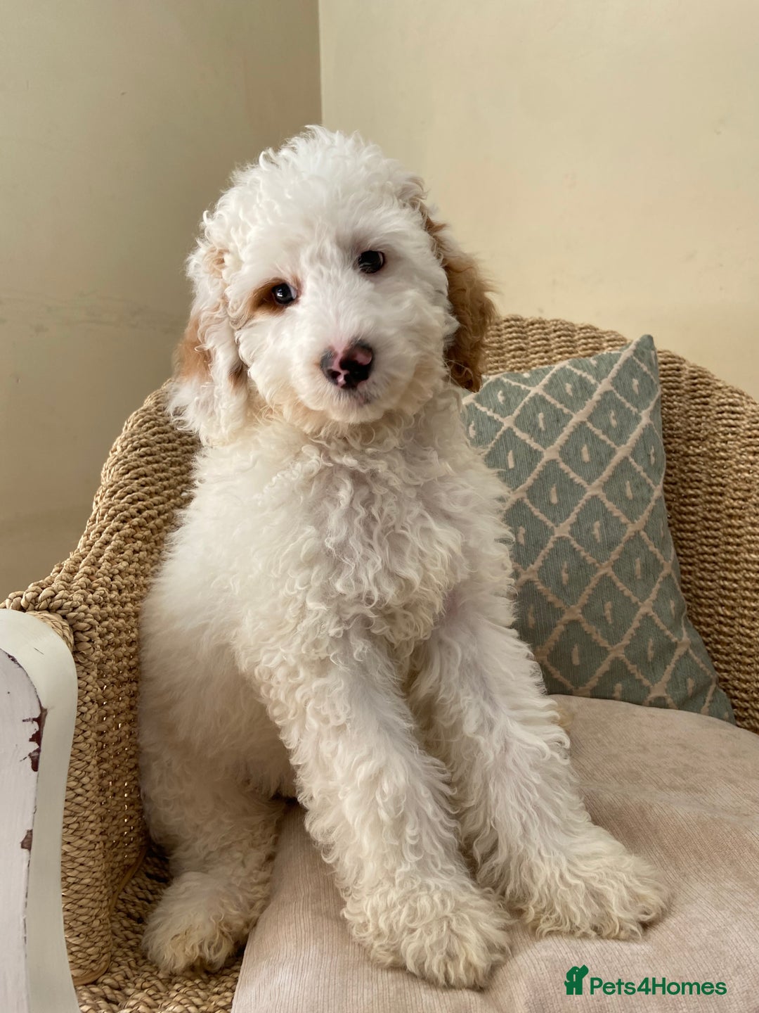 Double Doodle dogs for sale: Gorgeous Australian Double Doodle Pups - Image 13