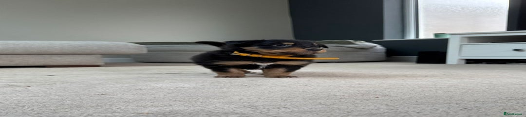 Bryn (Yellow Collar)