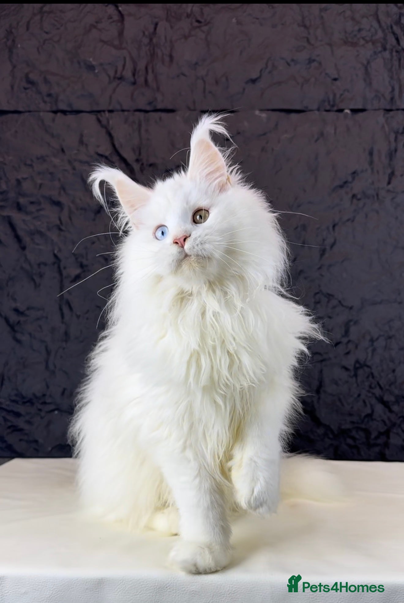 Maine Coon cats Stunning Odd-Eyed White Maine Coon Female - Advert 1