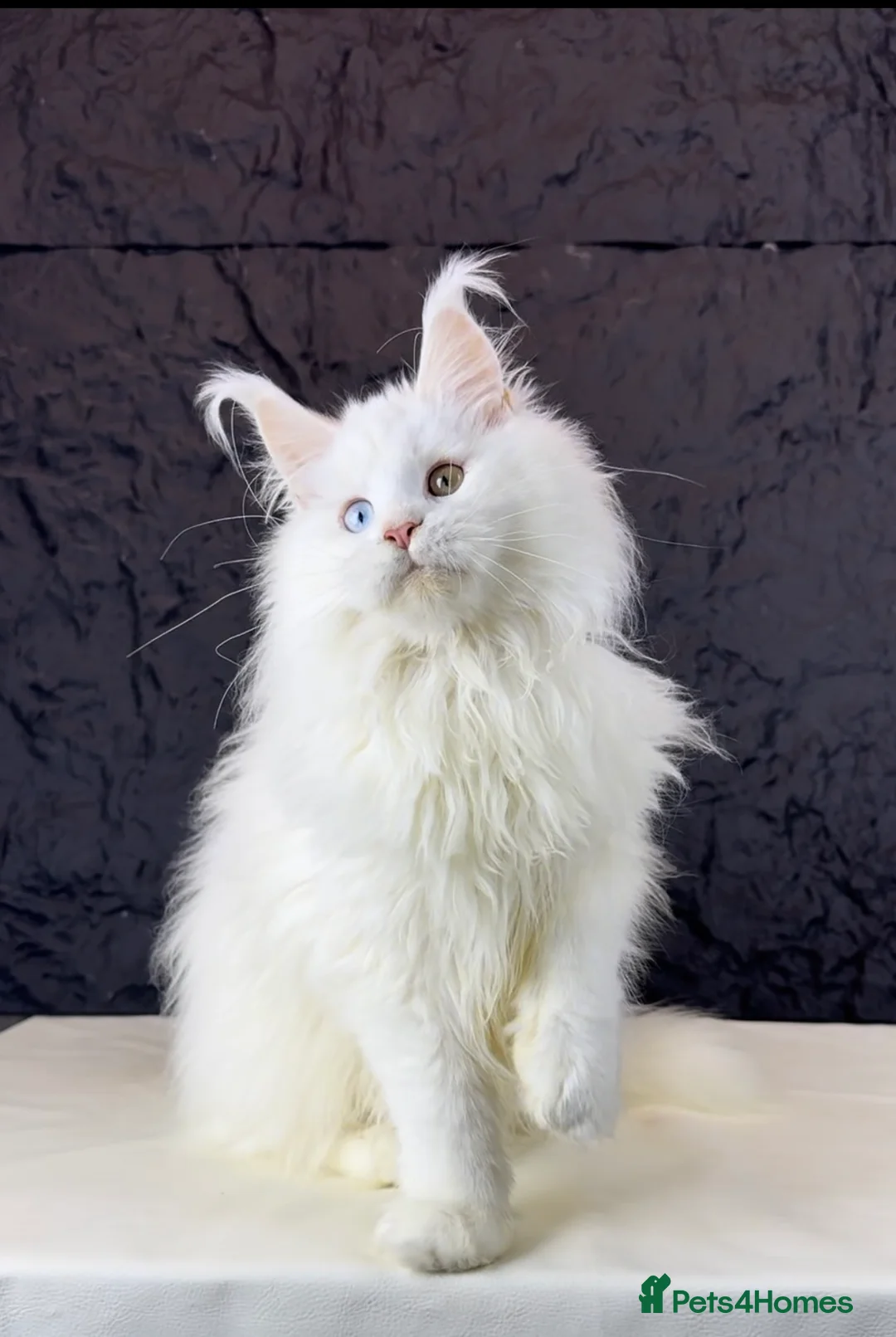 Maine Coon cats for sale: Stunning Odd-Eyed White Maine Coon Female - Advert 1