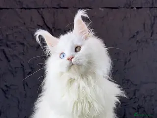 Maine Coon cats Stunning Odd-Eyed White Maine Coon Female - Advert 1