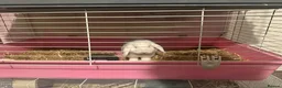Mixed Breed rabbits for sale: 2 Bunnies  - Advert 4