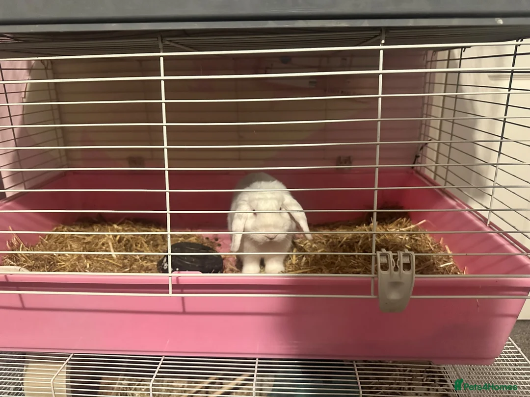 Mixed Breed rabbits for sale: 2 Bunnies  - Advert 4
