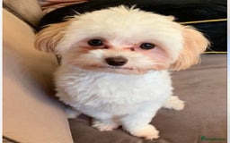 Maltipoo dogs for sale: Maltipoo - Image 10