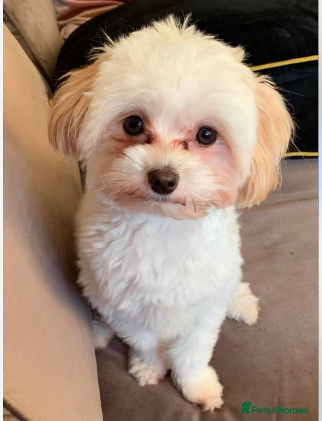 Maltipoo dogs for sale: Maltipoo - Image 10