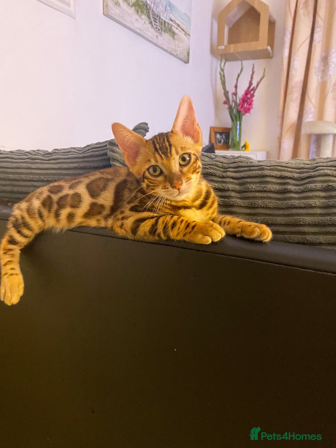Bengal cats for sale: TICA register.ONLY 2 BOYS 🙀😺LEFT !!! in Northampton - Image 32