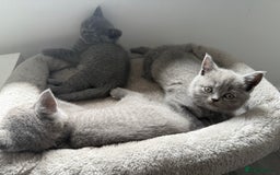 British Shorthair cats for sale: British shorthair kittens  - Image 4