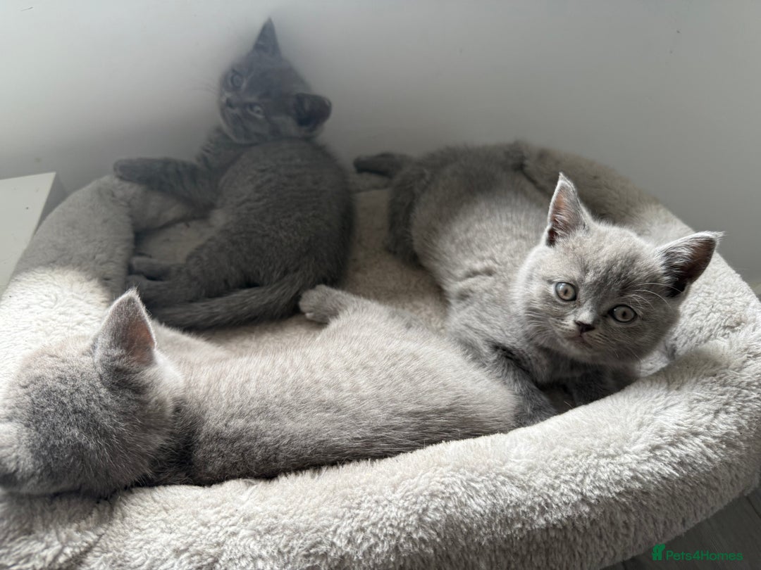British Shorthair cats for sale: British shorthair kittens  - Image 4
