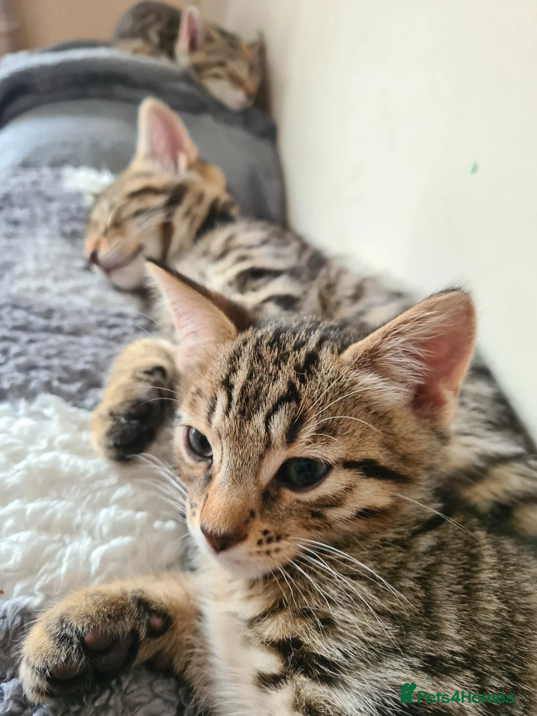 Bengal cats for sale: Kittens x bengal READY TO LEAVE  - Advert 2