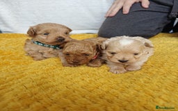 Maltipoo dogs for sale: F1B Toy Maltipoo  - Image 14