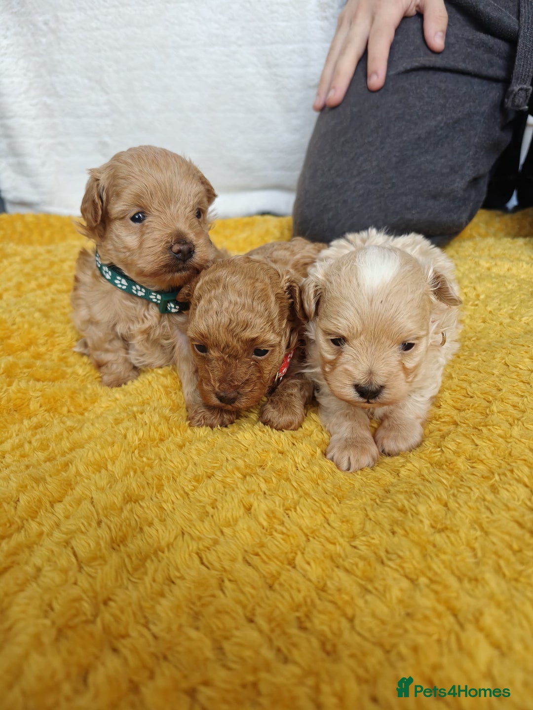 Maltipoo dogs for sale: F1B Toy Maltipoo  - Image 14