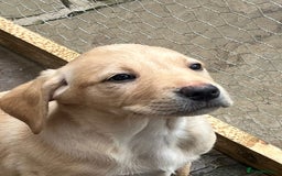 Labrador Retriever dogs for sale: Labrador pups for Sale in Hull - Image 3