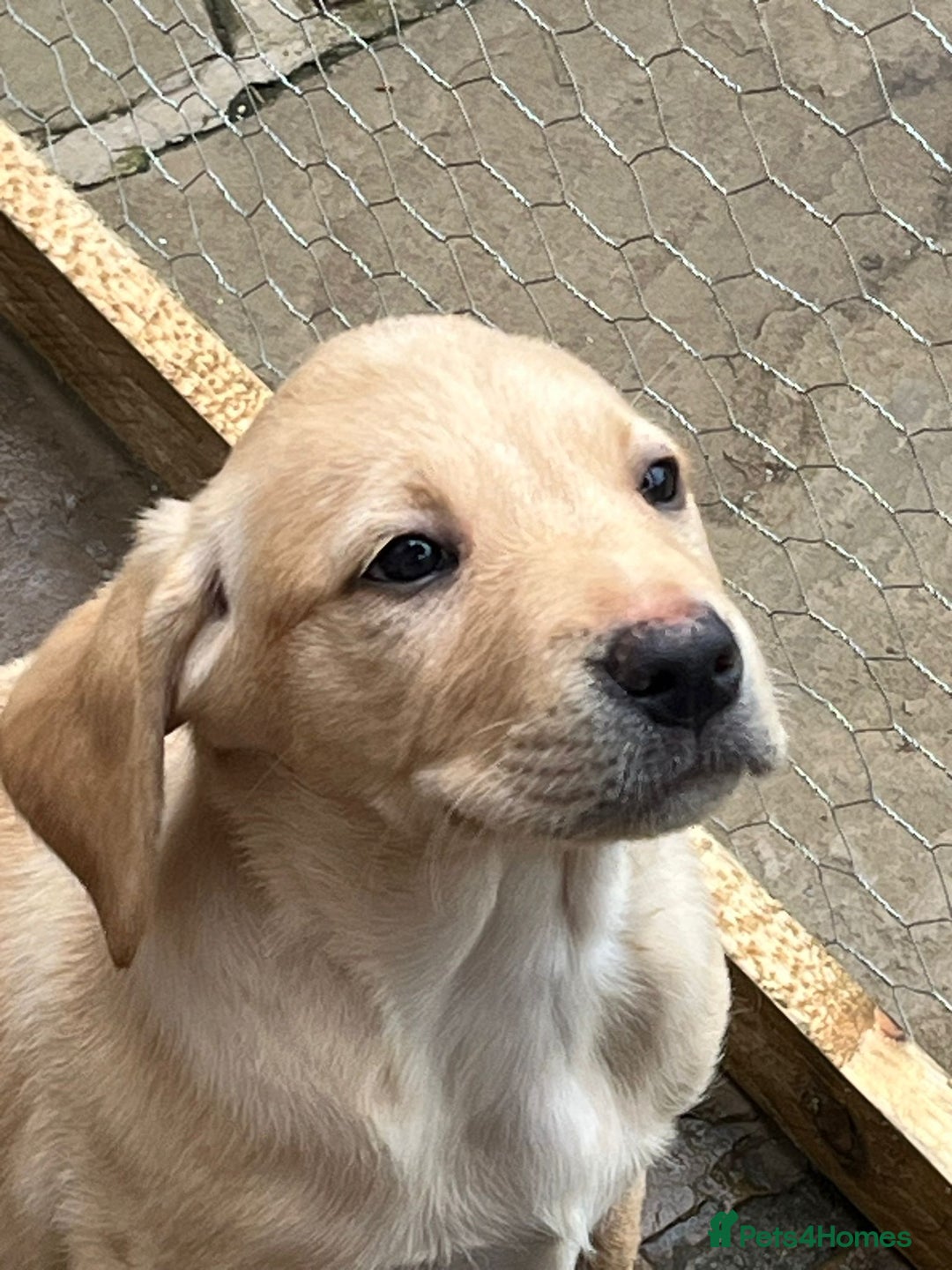 Labrador Retriever dogs for sale: Labrador pups for Sale in Hull - Image 3