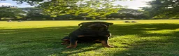 Rottweiler dogs for stud: Champion Bloodline Rottweiler Stud - Advert 8