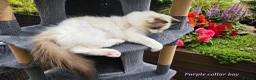 Ragdoll cats for sale: GCCF PEDIGREE CERTIFICATE KITTENS  - Advert 9