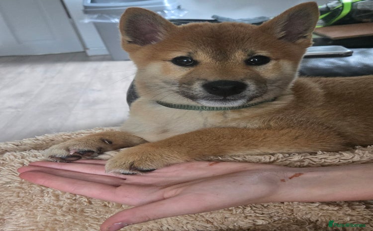 Japanese Shiba Inu dogs in Llanybydder - Advert 2