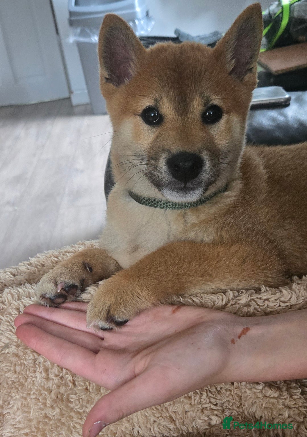 Japanese Shiba Inu dogs for sale: Stunning Shibas  in Llanybydder - Image 1