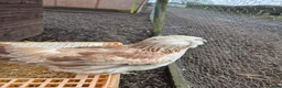 Chickens poultry for sale: Pure breed bantoms - Advert 4