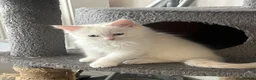 Ragdoll cats for sale: Beautiful Ragdoll & Ragdoll Cross Kittens  - Advert 18