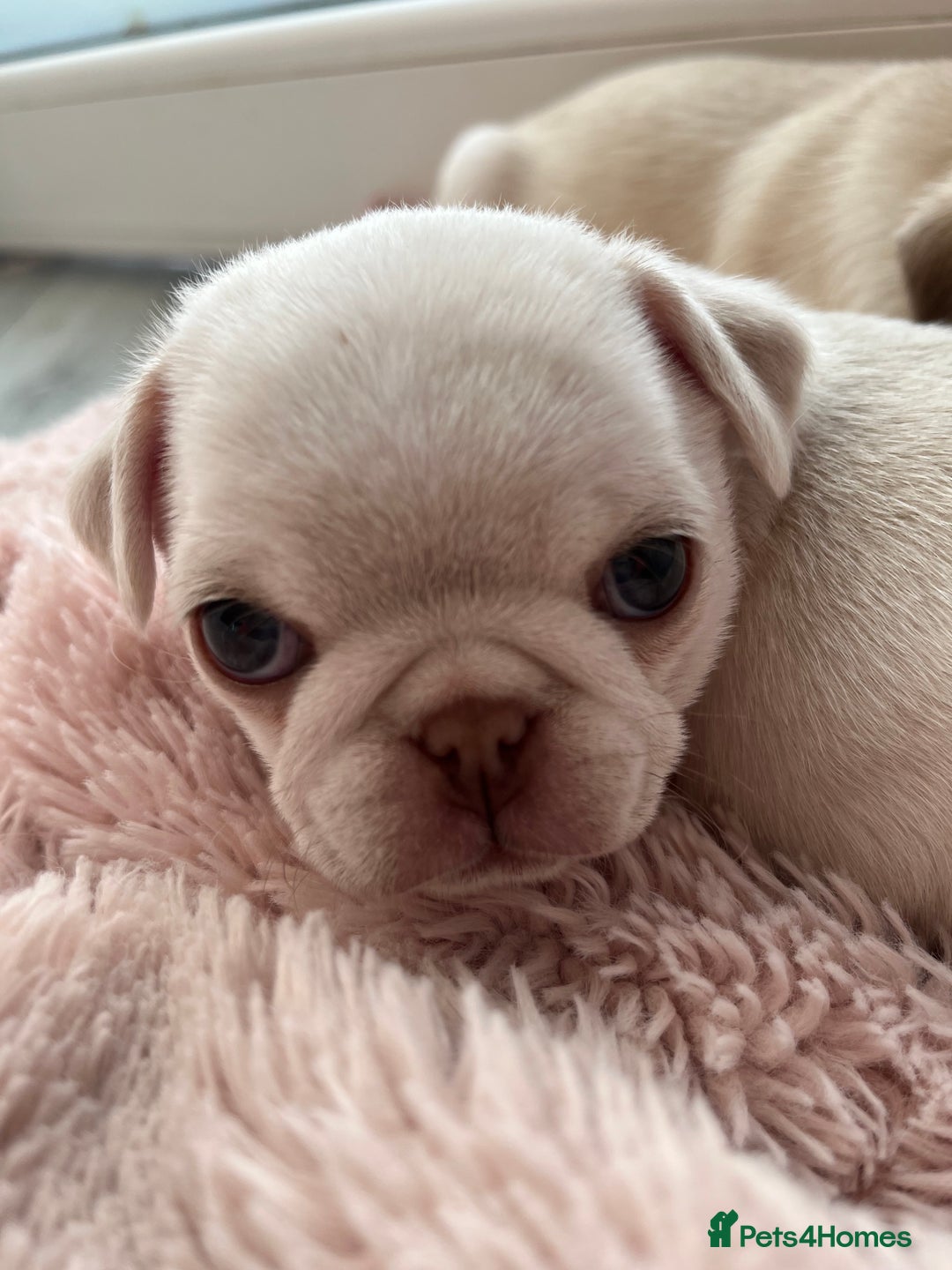 Pug dogs for sale: Beautiful chunky pug pups ready soon - Image 4