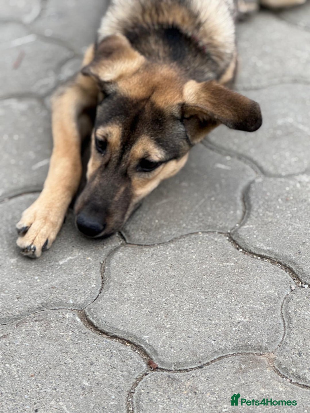 Mixed Breed dogs for adoption: MOCHI – a Superb young Girl for a Loving Home - Advert 19