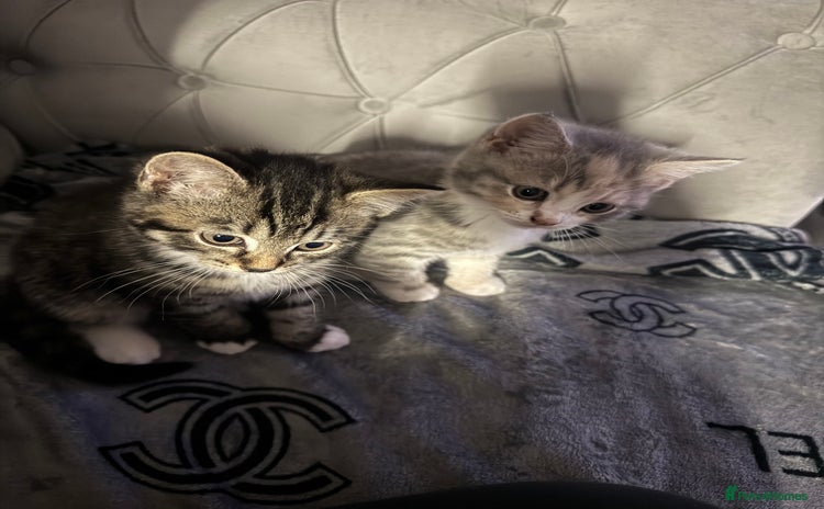 British Shorthair cats - Advert 8