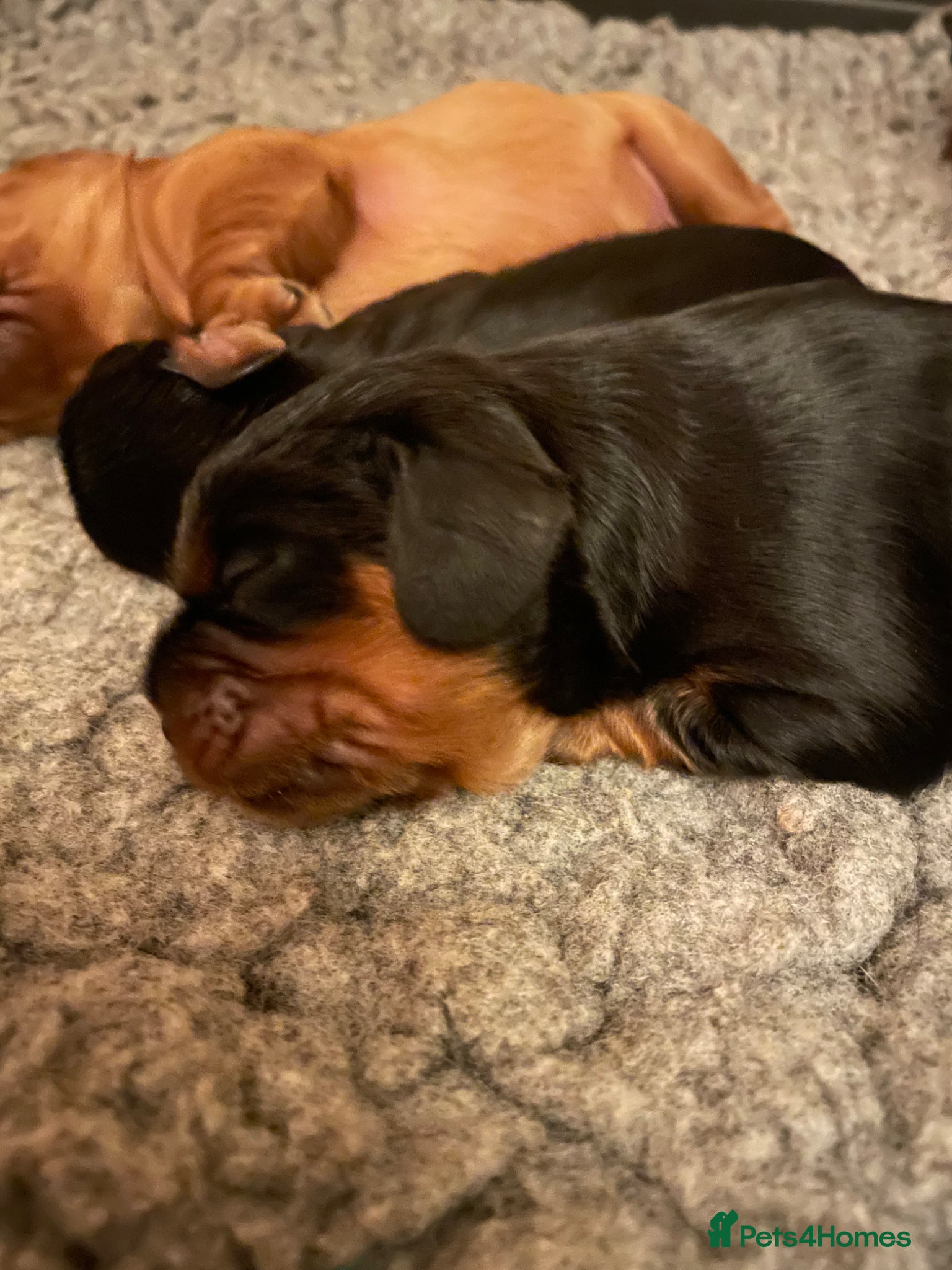 Cavalier King Charles Spaniel dogs for sale: King Charles cavalier babies  - Advert 13