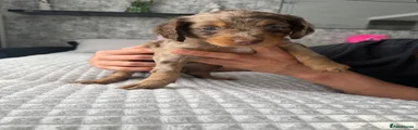 Cockapoo 3