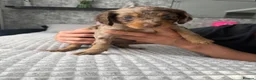 Cockapoo dogs for sale: Cocker spaniel puppies in Leicester - Advert 6