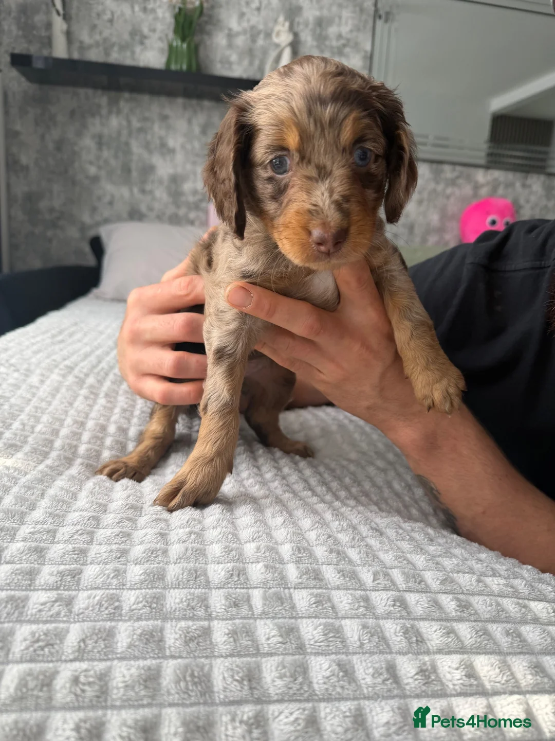 Cockapoo dogs for sale: Cocker spaniel puppies in Leicester - Advert 6
