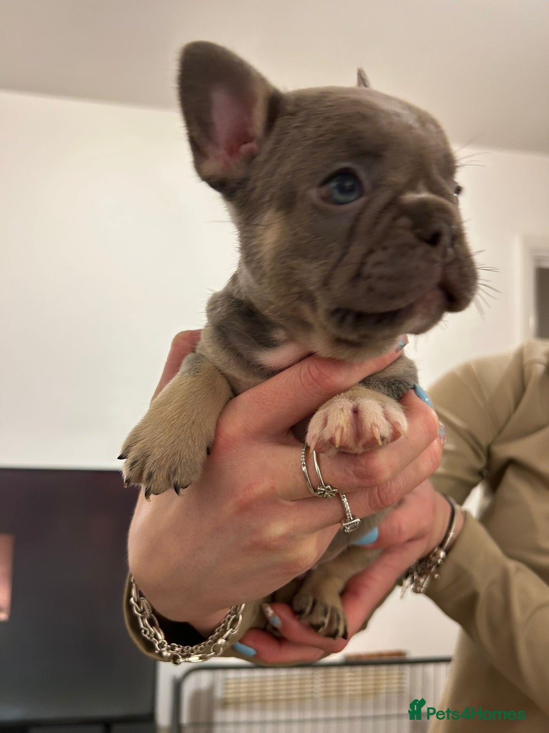 French Bulldog dogs for sale: French bulldog pups! - Image 11