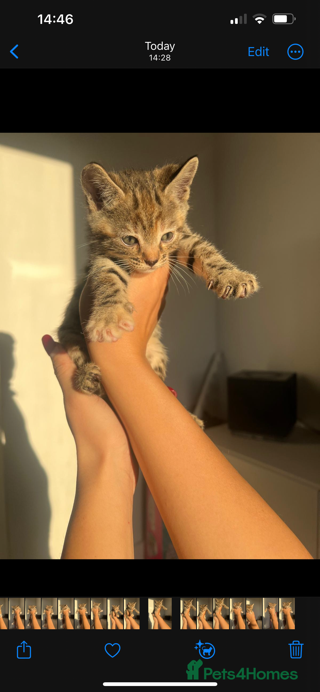 Bengal cats for sale: Beautiful Half Bengal Kittens - Advert 1
