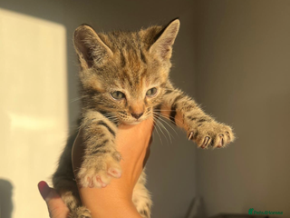 Bengal cats Beautiful Half Bengal Kittens - Advert 1