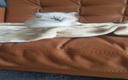 Siberian cats for sale: Hypoallergenic Siberian Neva Masquerade kitten - Image 9
