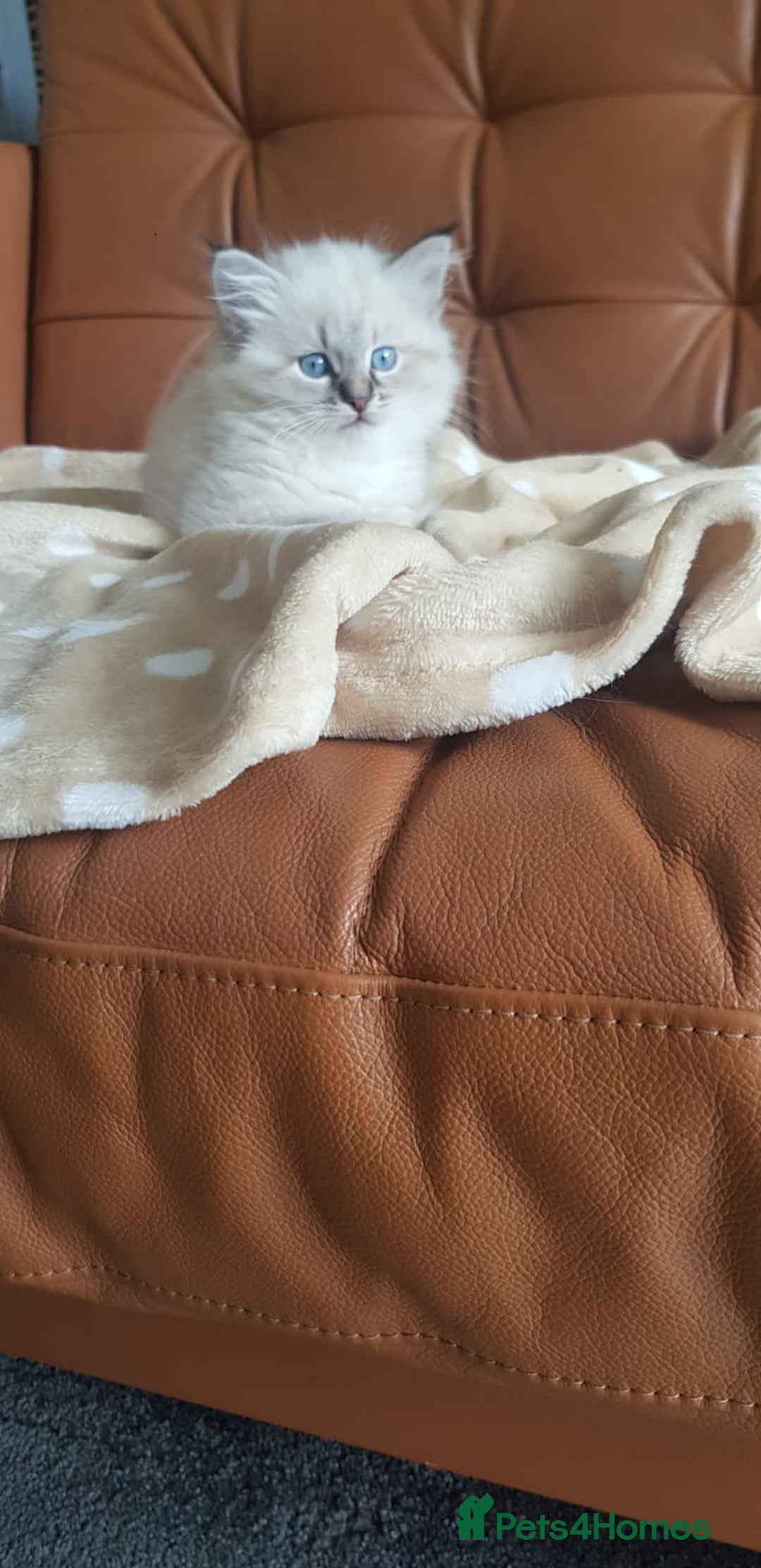 Siberian cats for sale: Hypoallergenic Siberian Neva Masquerade kitten - Image 9