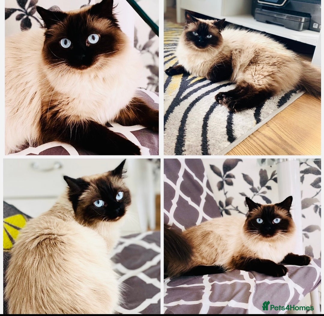 Ragdoll cats for sale: Blue eyed Ragdoll Kittens  - Advert 29